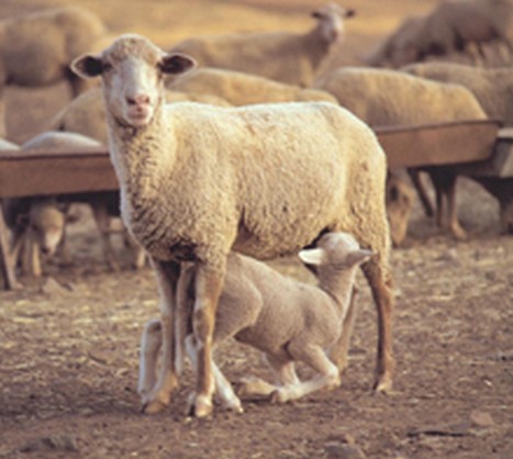 Imagen Composición nutricional de la leche de oveja