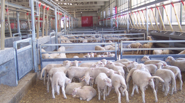 El 65% de la producción española de leche de oveja se concentra en Castilla y León 
