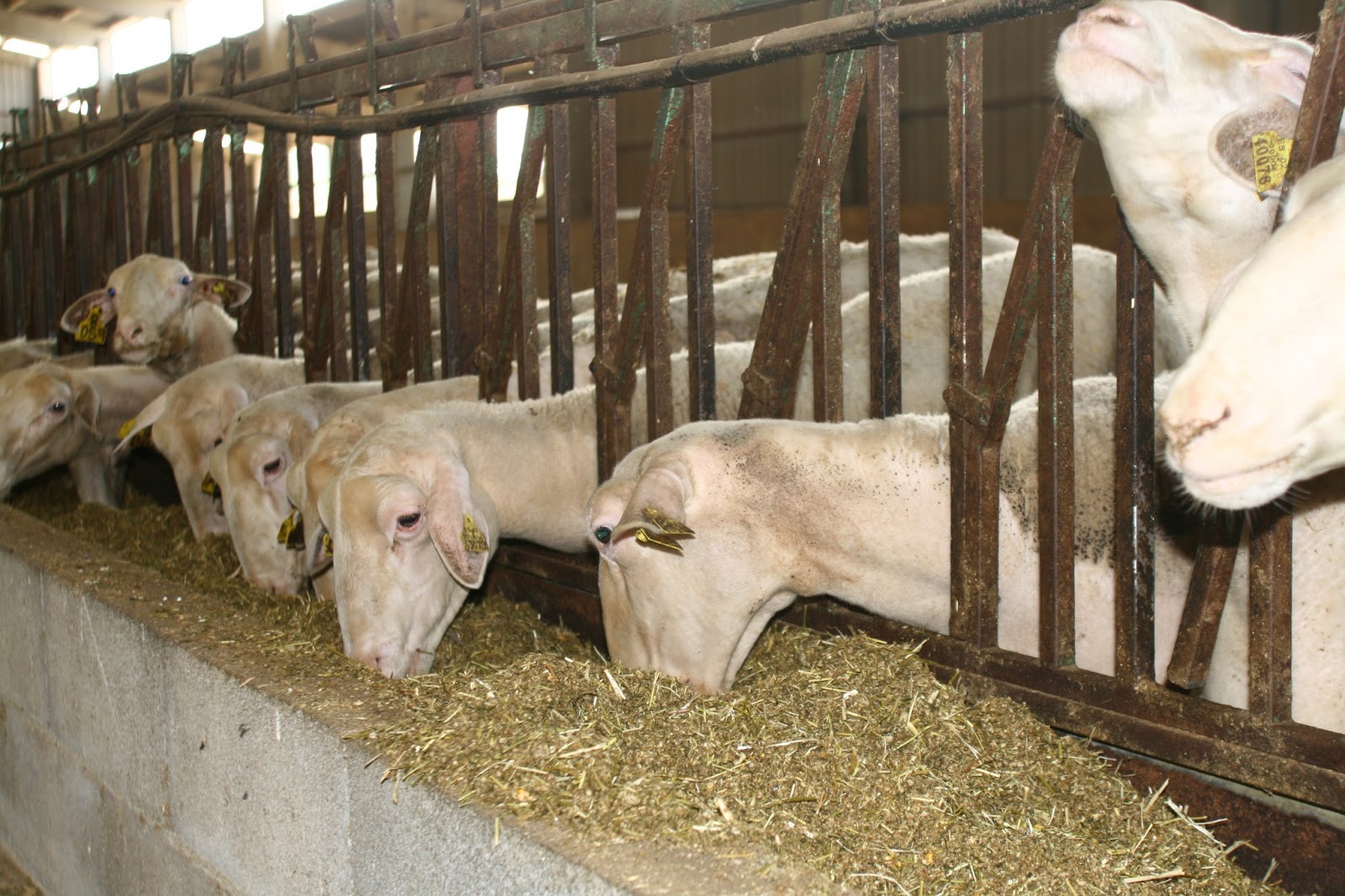 El 65% de la producción española de leche de oveja se concentra en Castilla y León 
